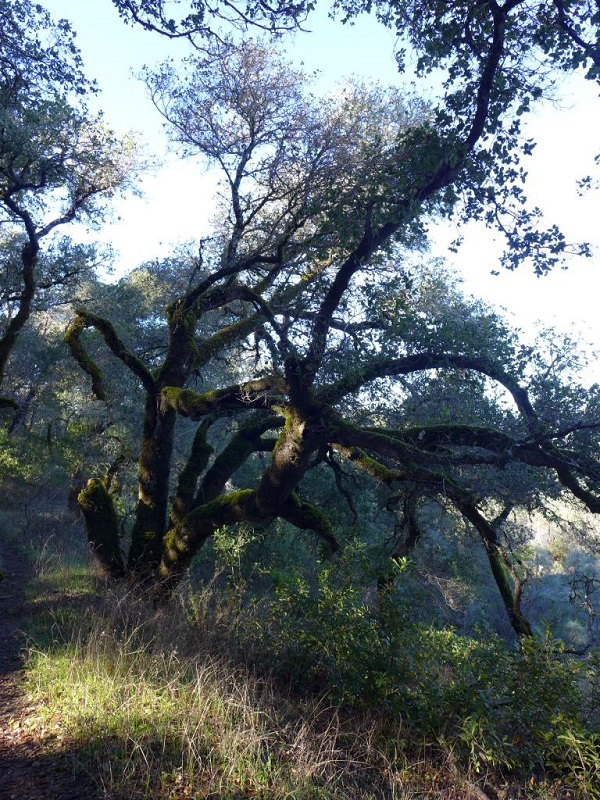 Sonoma County, California (JFM, December 2016)